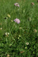Scabiosa columbaria