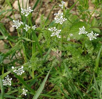 Scandix pecten-veneris