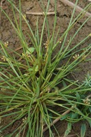 Schoenoplectus supinus