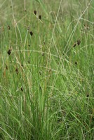 Schoenus nigricans