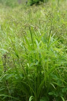Scirpus sylvaticus