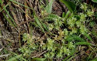 Scleranthus annuus