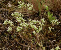 Scleranthus perennis