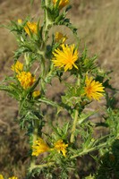 Scolymus hispanicus