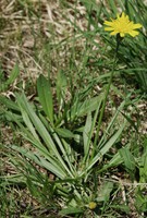 Scorzonera humilis