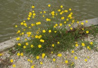 Scorzoneroides autumnalis