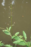Scrophularia auriculata