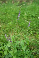 Scutellaria altissima