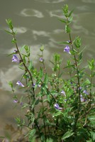 Scutellaria galericulata