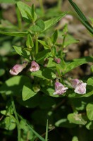 Scutellaria minor