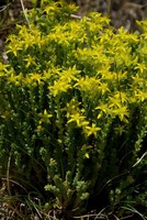 Sedum acre