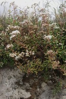 Sedum album