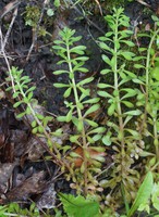 Sedum cepaea