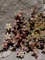 Sedum dasyphyllum