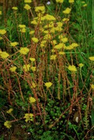 Sedum forsterianum