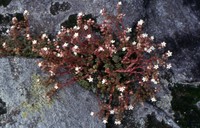 Sedum hirsutum