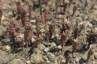 Sedum rubens