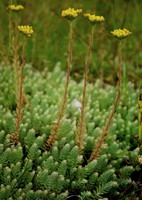 Sedum rupestre