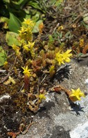 Sedum sexangulare