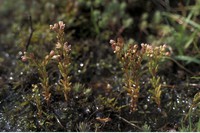 Sedum villosum