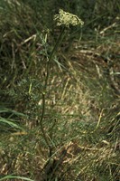 Selinum carvifolia