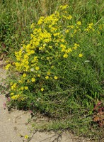 Senecio inaequidens