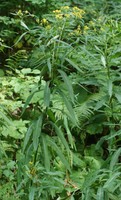 Senecio ovatus