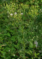 Senecio sylvaticus