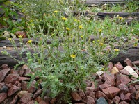 Senecio viscosus