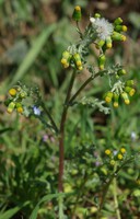 Senecio vulgaris