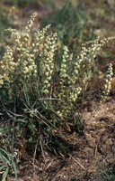 Sesamoides purpurascens
