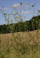 Seseli annuum