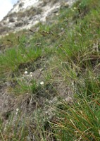 Sesleria caerulea
