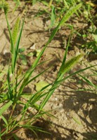 Setaria italica