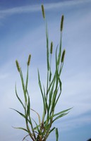 Setaria pumila