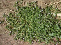 Sherardia arvensis