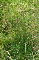 Silaum silaus