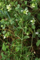 Silene baccifera