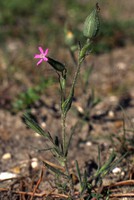 Silene conica