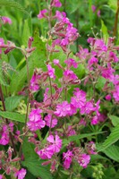 Silene dioica