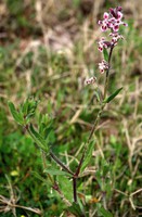 Silene gallica