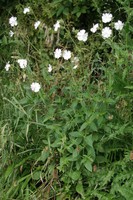 Silene latifolia