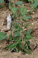 Silene noctiflora