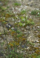 Silene nutans