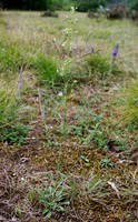 Silene otites