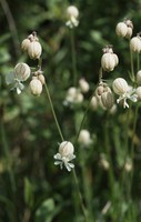 Silene vulgaris