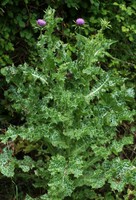 Silybum marianum