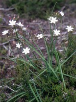 Simethis mattiazzii