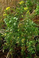 Sinapis alba
