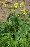 Sinapis arvensis
